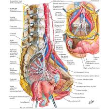 Want to find your clit? Nerve Supply Of The Female Anatomy Female Reproductive System Anatomy Female Anatomy Human Anatomy Female