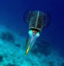 Pin On Sea Creatures
