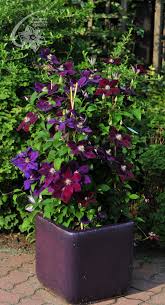 We did not find results for: Zastosowania Pnaczy Clematis Zrodlo Dobrych Pnaczy