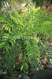 Image result for Alafia zambesiaca