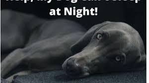 How to put a dog to sleep with benadryl? Help My Dog Won T Sleep At Night 12 Tips For A Restful Night Pethelpful