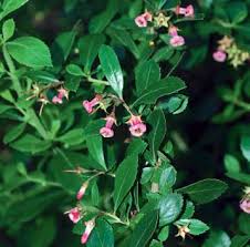 Image result for Aneulophus congoensis