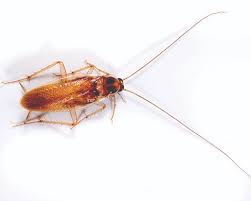 How To Identify Different Cockroach Species