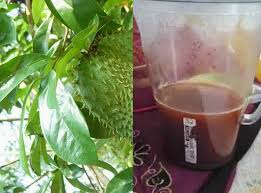 Kami akan kongsikan 7 khasiat buah durian belanda di bawah. Mudahnya Cara Buat Jus Daun Durian Belanda Rawat Kanser Sakit Jantung Media Santai