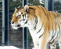 最高齢キリンのモモ３２歳に 栃木 人間では１００歳超に相当 静岡新聞アットエス