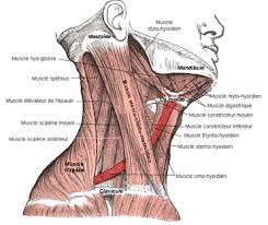 I came across your name and your condition of torticolis which i have as well as cervical spinal stenosis and i am interested if you have found any meds or treament that has helped you with the. Douleurs Aux Cervicales Et Torticolis Les Mouvements Simples Pour Vous Aider Toulouse Shiatsu Ki