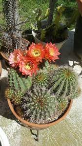 Trichocereus grandiflorus hybrids from a fruit that i acquired from home depot. Trichocereus Grandiflorus Hybrid Cacti And Succulents Cactus Cactus And Succulents