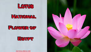 Types of lotus flowers with pictures. Lotus National Flower Of Egypt Meaning Of The Lotus