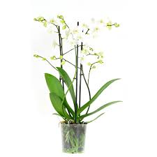 This fragrance makes my heart fill up with feelings. Orchidea Orchidea Farfalla Altezza 50 Cm 3 Germogli Fiori Bianchi