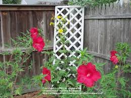 These are just a few of the many available: Photo Of The Bloom Of Hybrid Hardy Hibiscus Hibiscus Lord Baltimore Posted By Virginiarose Garden Org