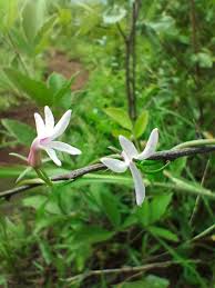 Image result for Cyphia