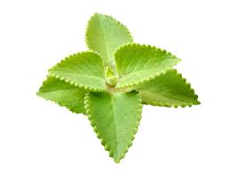 Image result for Coleus amboinicus