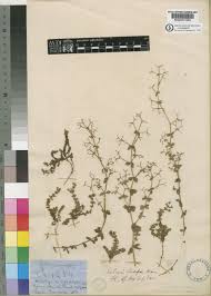 Image result for Galium thunbergianum