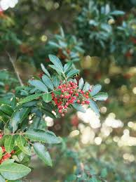 Image result for Ilex mitis