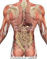 Maybe you would like to learn more about one of these? Male Torso With Muscles And Organs Back View Male Torso With Muscles With A Fadeout Revealing The Internal Organs 3d Canstock