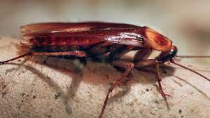 Kakerlaken in der wohnung wie man vorgehen sollte myhomebook. Krankmachende Kakerlaken Insekten Der Superlative Br24
