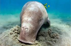 Mereka sangat comel dan gebu, dan gerak geri mereka seakan akan manusia. Penduduk Unik Pasifik Dugong Holothurian Memerang Laut