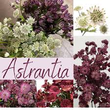 Check out our white astrantia selection for the very best in unique or custom, handmade pieces from our plants shops. Wedding Flowers Dreisbach Wholesale Florists