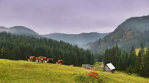 Iata cele mai frumoase pensiuni si cabane. Unde Te Mai Pierzi In Apuseni La Casa De PiatrÄƒ CÄƒlÄƒtorii La Singular