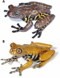 Image result for Hyloscirtus criptico