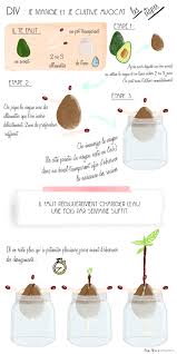 Diy Avocat Avocado Illustration Draw Drawing Art Maximum Peauneuve Diy Garden Garden Permaculture