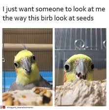 Birds Of The Same Feather Flock Together Meme A Flock Of Bird Memes That Ll Have You Squawking Cutesypooh Memeinreallife Silly Animals Funny Parrots Bird Meme