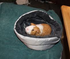 Give your guinea pigs a life of luxury with an epic diy guinea pig cage. The Best Guinea Pig Bed Your Pet Will Love A Family Lifestyle Food Blog