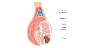 Image result for Testicle