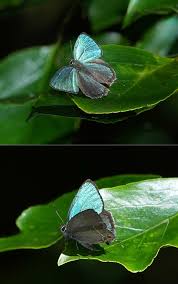 Image result for Raphidiocystis