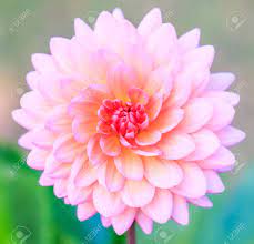 Huge collection, amazing choice, 100+ million high quality, affordable rf and rm images. Dahlia Colorful Flower For Background Texture Stock Photo Picture And Royalty Free Image Image 29511434