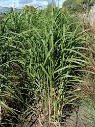 We did not find results for: Miscanthus Giganteus Axel Olsen