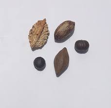 Image result for Paracroton pendulus