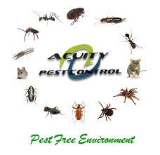 This herbal pest control is rendered by our dexterous professionals of this domain using latest tools and techniques. Pest Management Services In J P Nagar Bengaluru Id 14255994188
