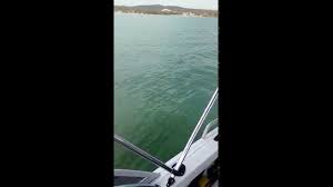 Well i was bored at work the other day and typed in some rivers and eventually some great lakes. Lake Macquarie Great White Shark Youtube