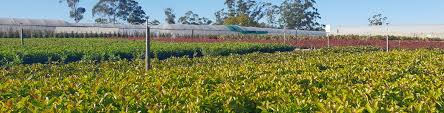 Meet Our Trade Team Flower Power