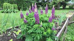 Lupine flowers may be annual and last only for a season, or perennial, returning for a few years in the same spot in which they were planted. Mid Summer Planting Lupine Youtube