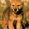 Captive red wolf puppy by red wol 1. Https Encrypted Tbn0 Gstatic Com Images Q Tbn And9gcqlqtimm1motltqto8umg15anvrk4akdfujicug2g8wukskyogf Usqp Cau