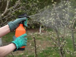 You can choose from many brands of chemically based products or those containing natural ingredients such as sulfur. Olson S Pest Control Serving Kelowna Since 1978