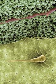 In vitro propagation refers to production of whole plants from cell cultures derived from explants (generally seeds). Kjyp1javqipobm