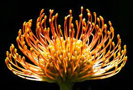 Land Anemone Best Flower Pictures Beautiful Flowers Photos Cactus Flowers