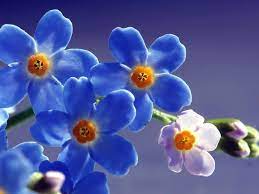 The contrast between the old chair and the rich beauty of the flowers, this is lovely. 30 Beautiful Flower Pictures Beautyharmonylife