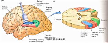 The primary auditory cortex is the region of the brain that is responsible for processing of auditory (sound) information. Auditory Cortex Auditory Area Of Brain Location Function