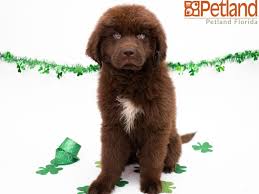 Petland Florida Has Newfoundland Puppies For Sale Check Out All Our Available Puppies Newfoundland Petlandkend Puppy Friends Newfoundland Puppies Puppies