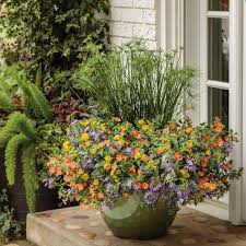 Image result for Pycreus elegantulus