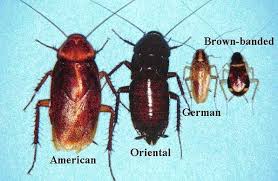 Image result for Brown banded Cockroach