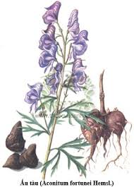 Kết quả hình ảnh cho cây ấu tẩu