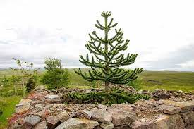 If youlive in an area with particularly hot summers, planting the tree somewhere that gets extra shade in the afternoon is ideal. Araucaria Araucana Monkey Puzzle