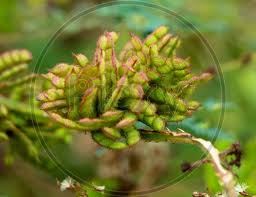 Image result for Mimosa diplotricha