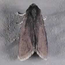 Image result for Psyche casta