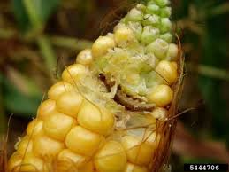 Maybe you would like to learn more about one of these? How To Control Corn Earworm European Corn Borer In Sweet Corn Growing Produce